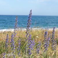 Slapton Sands